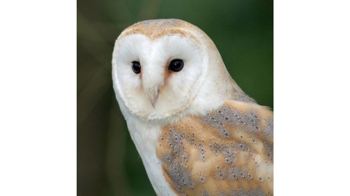 Barn Owl portrait