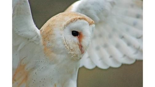 Barn Owl