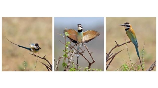 Bee-eaters