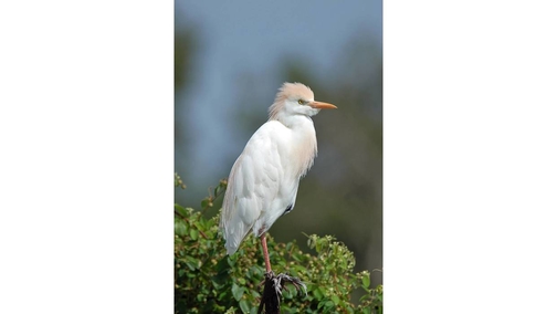 Cattle Egret