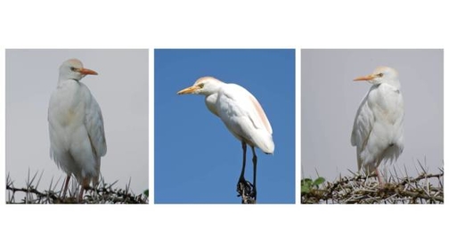 Cattle Egrets