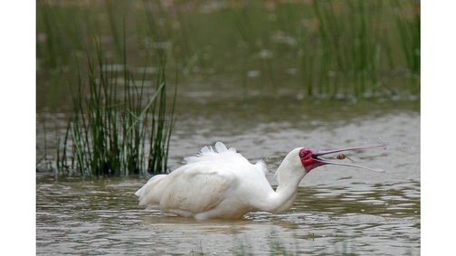 Feeding Spoonbill