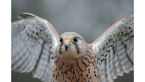 Kestrel