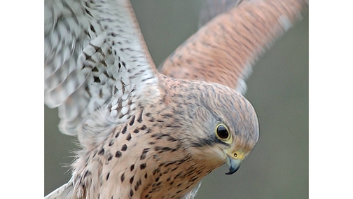 Kestrel2
