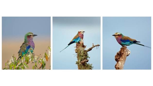 Lilac-breasted Rollers