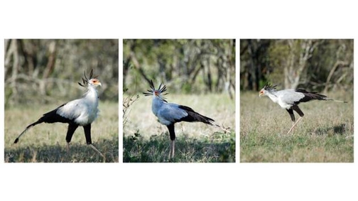 Secretary Birds
