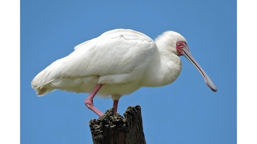Spoonbill