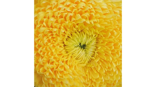 Chrysanthemum