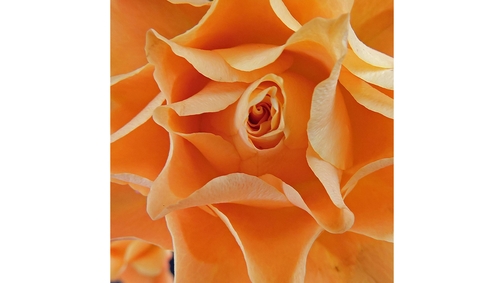 Orange Rose