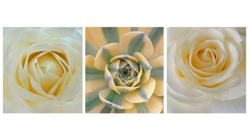 Thorn between two roses