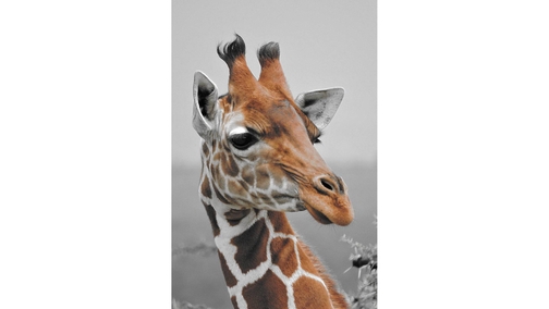 Reticulated Giraffe