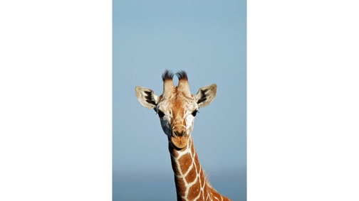 Baby Reticulated Giraffe