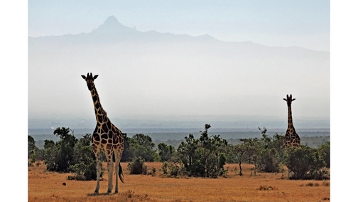 Giraffe at Mount Kenya