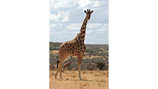 Giraffe at Mpala