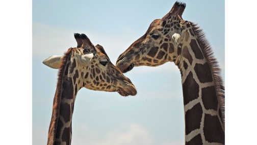Giraffe love
