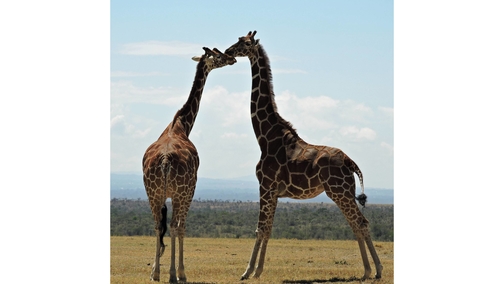 Giraffe love1
