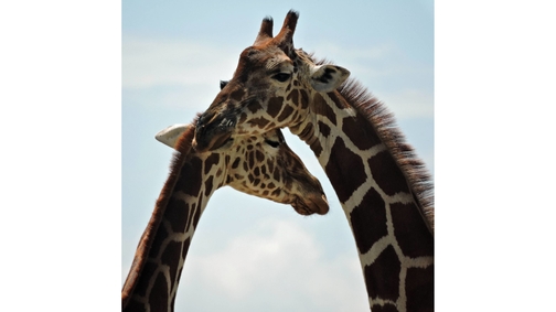 Giraffe love2