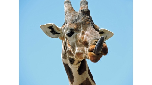 Giraffe tongue