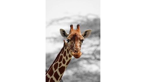 Giraffe with Oxpecker