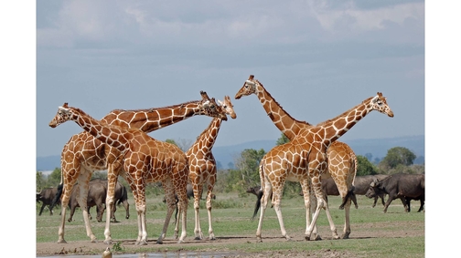 Giraffes at Ol Pejeta
