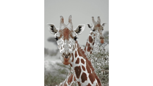 Giraffe pair