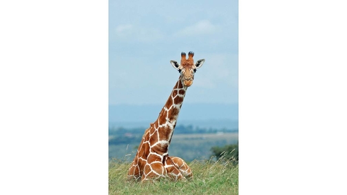 Sitting Giraffe