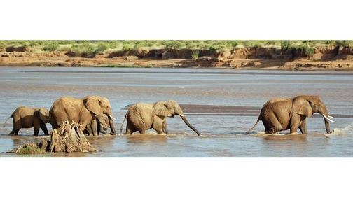 Crossing the Ewaso Ng'iro