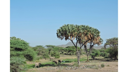 Eles at Buffalo Springs