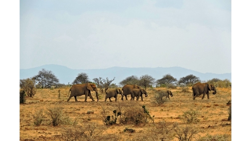 Eles at Mpala