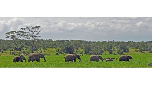 Eles in the Marsh