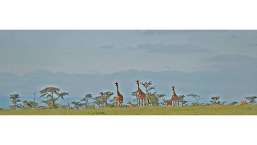 Giraffe at Ol Pejeta