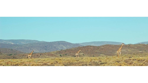 Giraffe in Sanbona