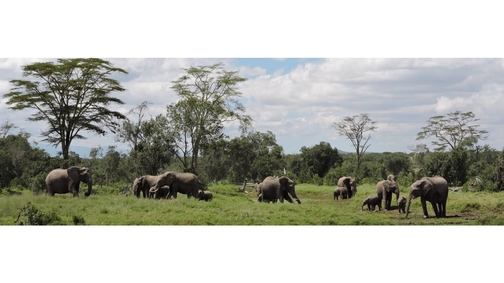 Herd at Ol Pejeta2