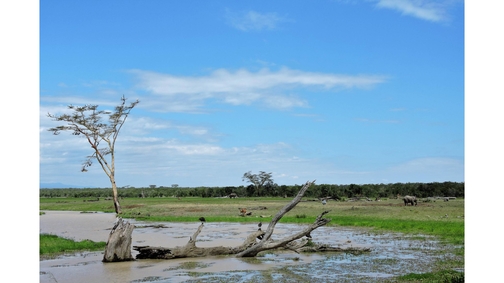The Marsh at Ol Pejeta