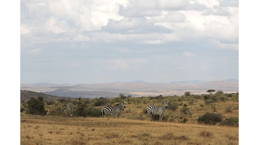 Zebra at Mpala