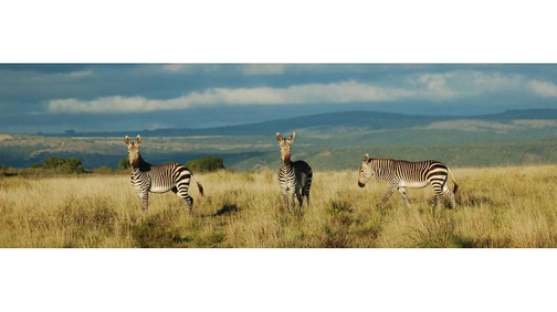 Zebra in Shamwari