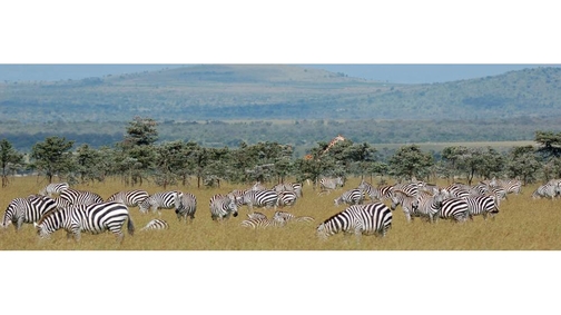 Zebra plain