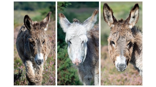 Baby Donkeys