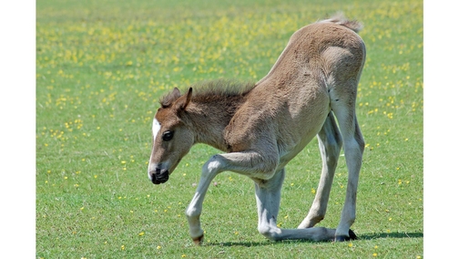 Bowing foal
