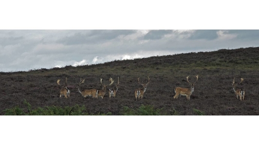 Fallow Bucks in the heather