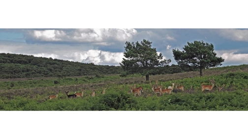 Fallow herd1