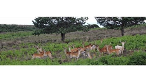 Fallow herd2