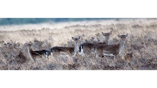 Young fallow group