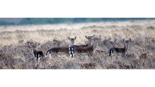 Young fallow group2