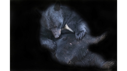 American Black Bear grooming