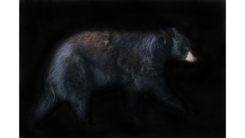 American Black Bear
