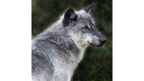 Grey Wolf