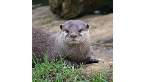 Short-clawed otter