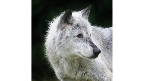 White Wolf