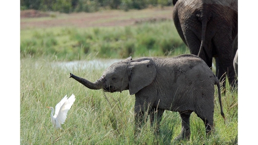 Baby Ele & Egret